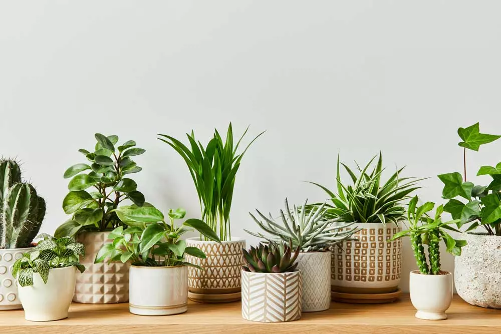 Beneficios tener plantas