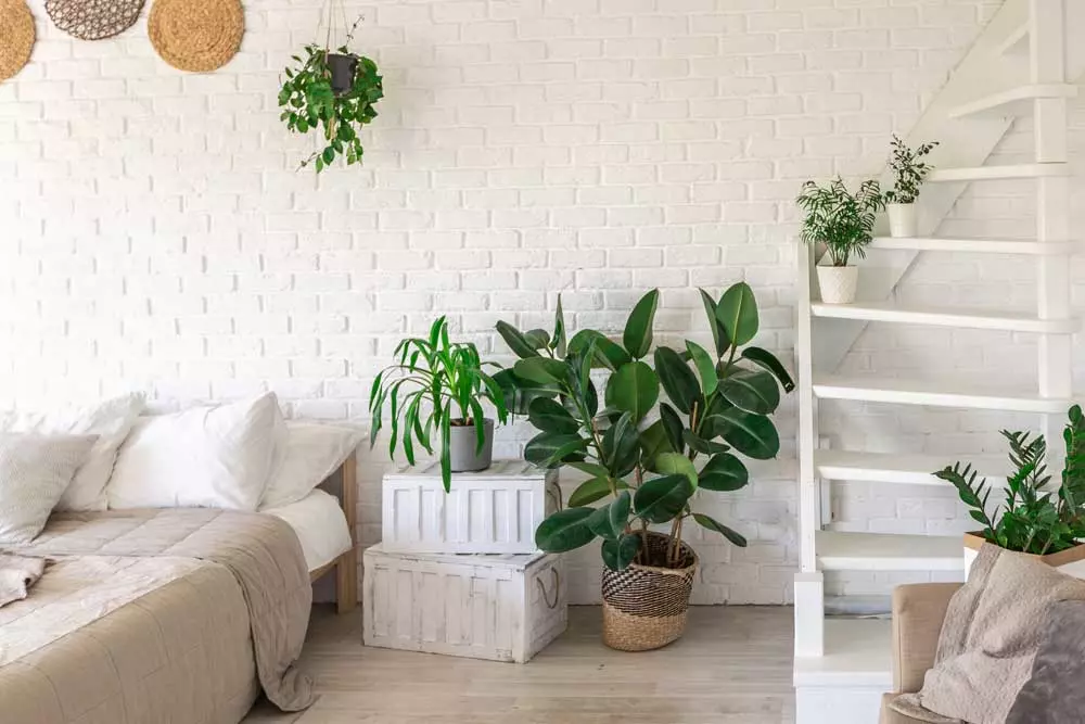 Las plantas renuevan llenan vitalidad