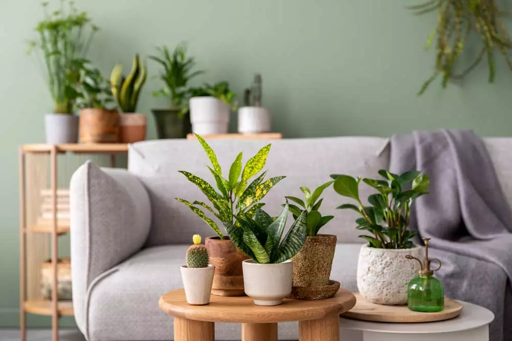 Plantas cocina sus